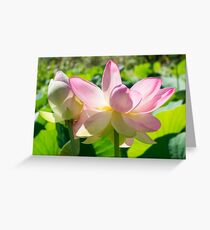 Nelumbo Nucifera, Sacred Lotus Greeting Card