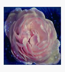 Rose in the moon shine... Photographic Print