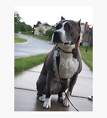 Pit Bull Photographic Print