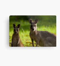 Kangaroos Metal Print