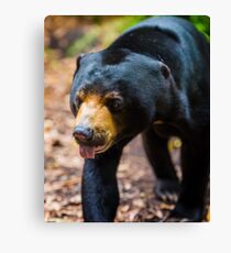 Yogi Canvas Print