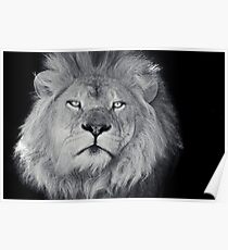 Head Of The House Poster