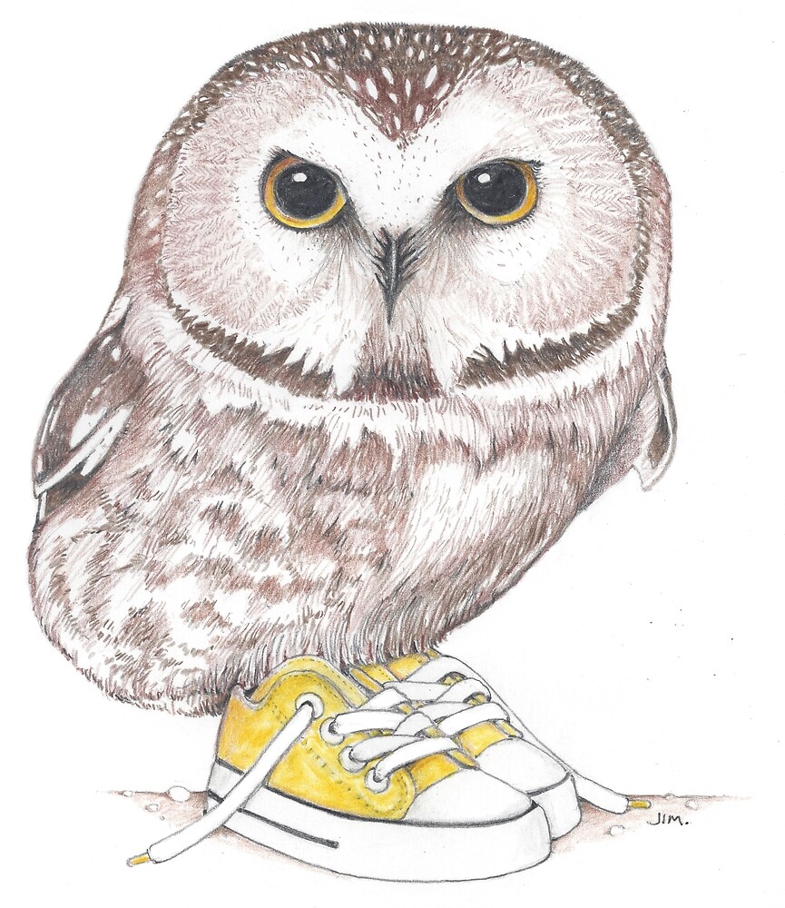Saw-Whet owl in low tops by JimsBirds