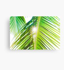Palm Trees Metal Print