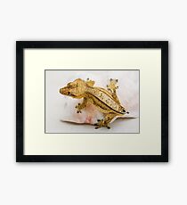 CRESTED GECKO - FINN Framed Print