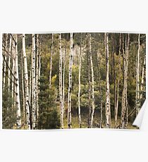 Barcode Trees Poster