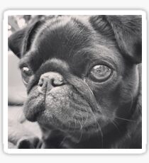 PUG FACE Sticker