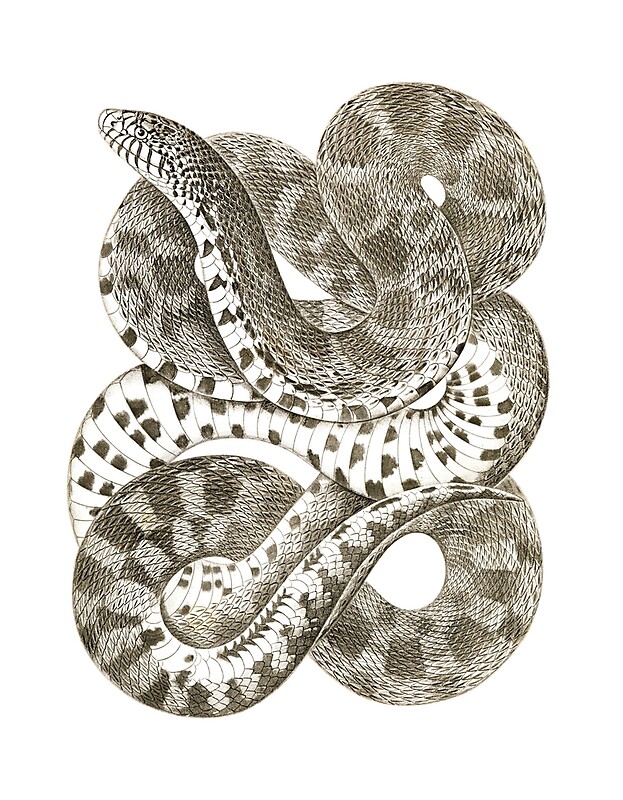 "Antique zoology drawing of prairie bull snake" by AntiqueScience