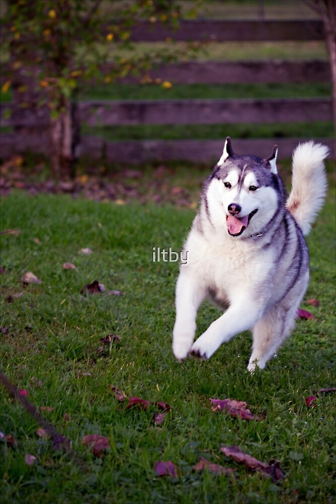 "Husky Zoomies" by iltby Redbubble