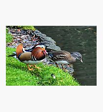 A Pair Of Mandarin Ducks Photographic Print