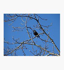 Starling in Spring Photographic Print