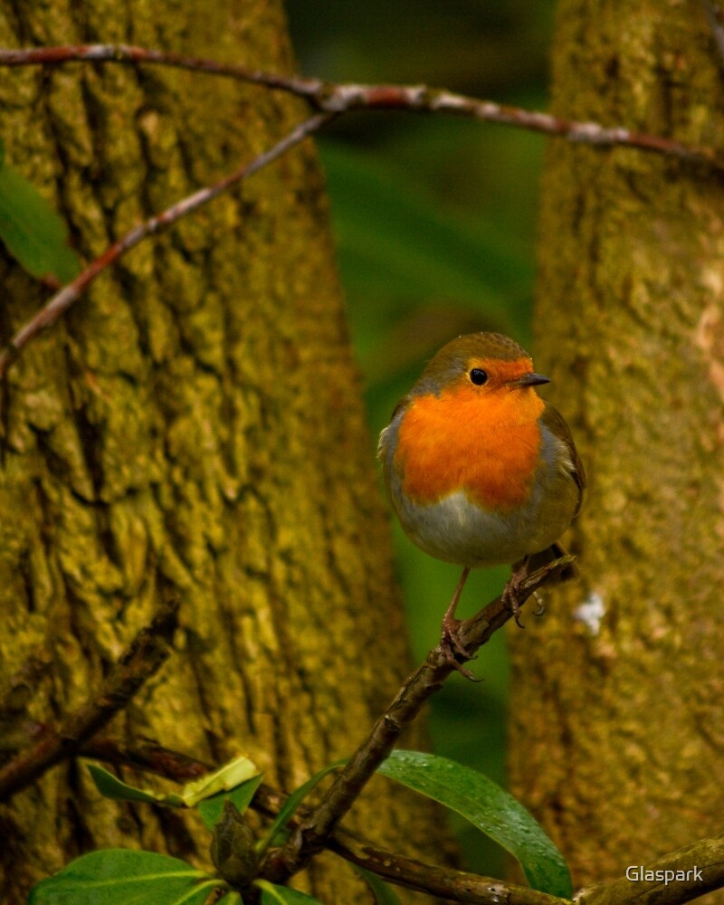 "Puffedup Robin" by Glaspark Redbubble