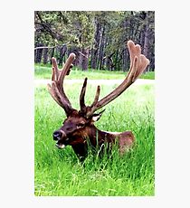 Bull Elk Photographic Print