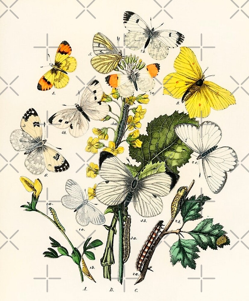 "Illustrations from the book European Butterflies and Moths by William