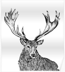 Stag Poster