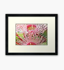 Eucalyptus Framed Print