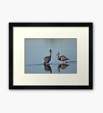 White Faced Heron. Framed Print