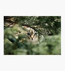 Cat Photographic Print