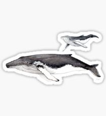 North Atlantic humpback whale Sticker