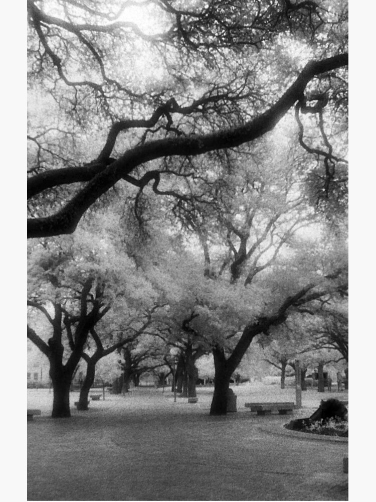 Texas A&M Campus by colgdrew