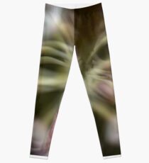 To And Fro Leggings