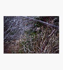 brush Photographic Print