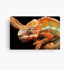 panther chameleon Canvas Print