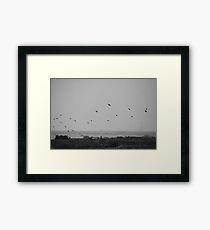 Cable Sable Island Birds Framed Print