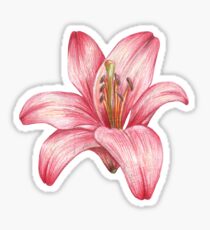 lily flower Sticker