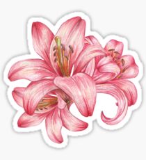 lily flowers_3 Sticker