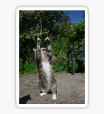 Dancing cat Sticker