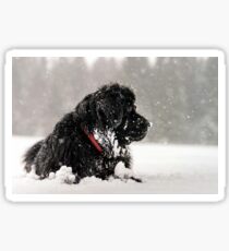 Beautiful big newfondlander dog in snow portrait Sticker