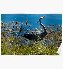 Posing Great Blue Heron Poster