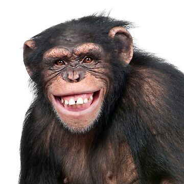 funny monkey face - Dump A Day