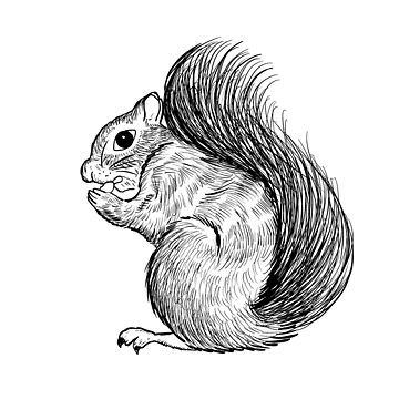 13+ Drawing Of A Squirrel