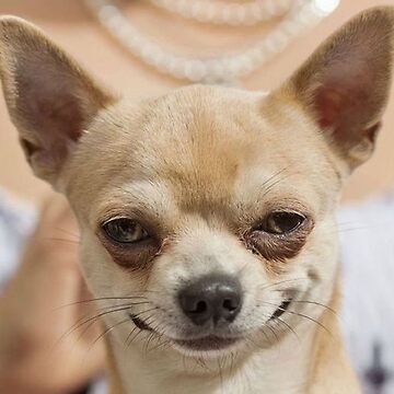 Grinning Chihuahua funny dog  Photographic Print for Sale by MindChirp |  Redbubble