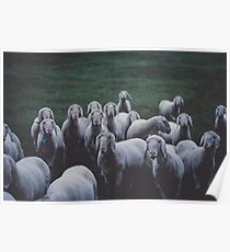 Sheep gang landscape animal photography Poster
