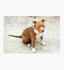 Pit Bull Photographic Print