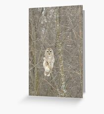 Winter Barred Owl Greeting Card