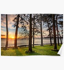 Sunrise Through The Trees Poster