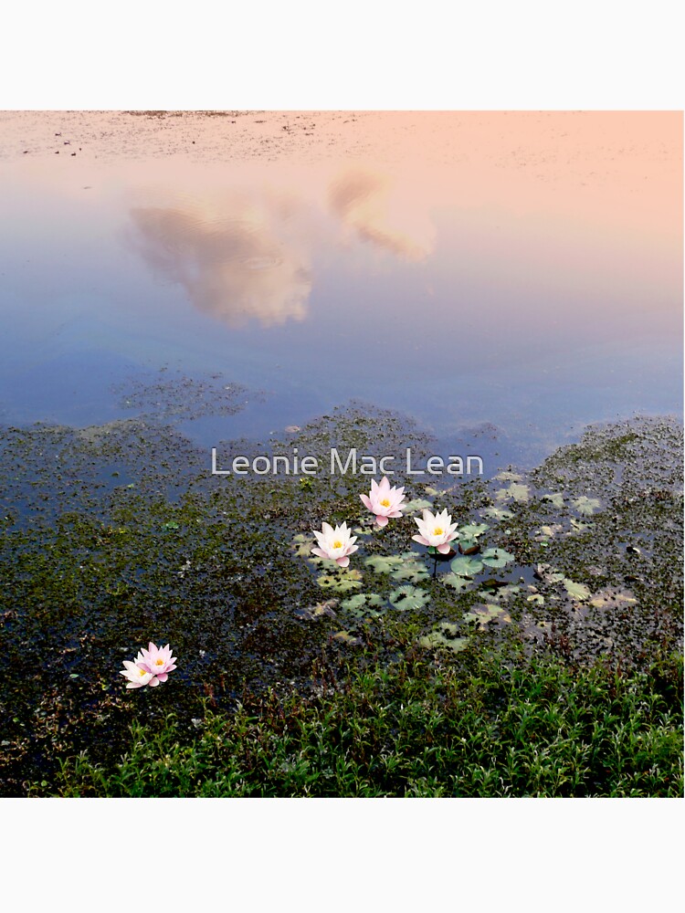Lily Pond by yallmia