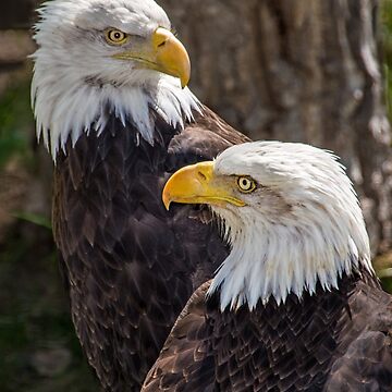 Artwork thumbnail, Two Eagles by jwwalter