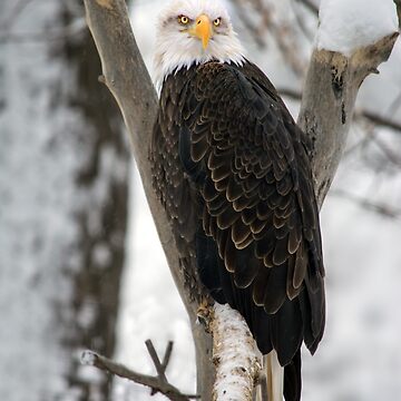 Artwork thumbnail, An Eagle in Winter by jwwalter