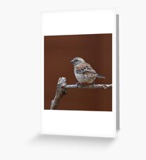 Spatz Grußkarte