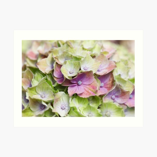 Hydrangea Dream - Hydrangea Dream Art Print