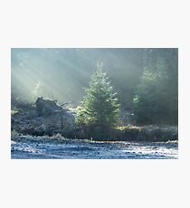 Illuminated Christmas Tree - Nature Photography Photographic Print