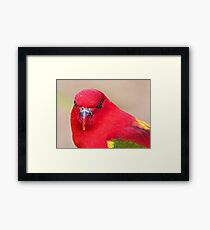 Australian King Parrot Framed Print