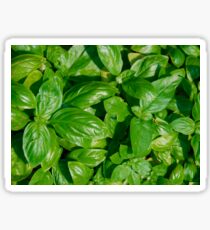 Basil Sticker