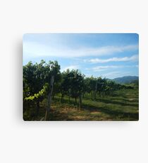 Vineyard Canvas Print