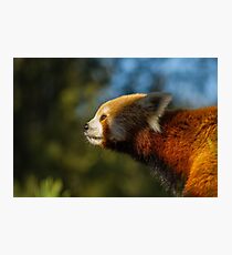 Red panda nose Photographic Print